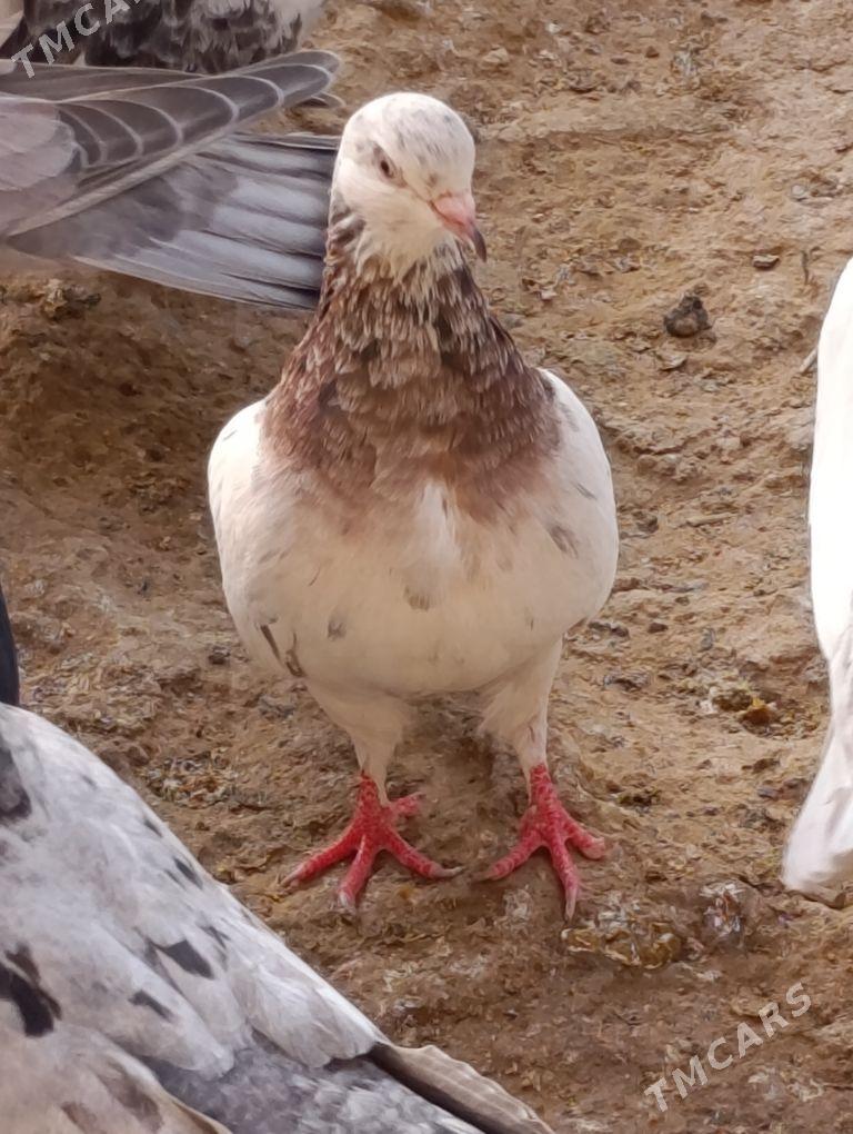 kepdery - 11 мкр - img 5