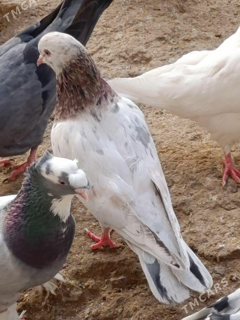 kepdery - 11 мкр - img 8