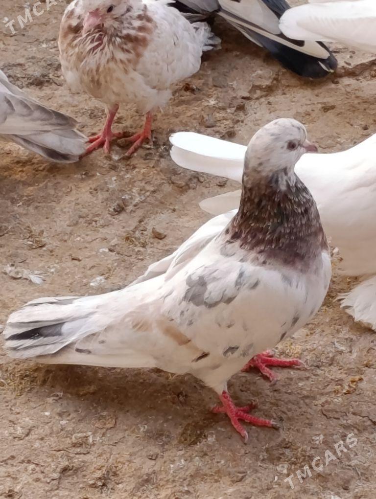 kepdery - 11 мкр - img 2