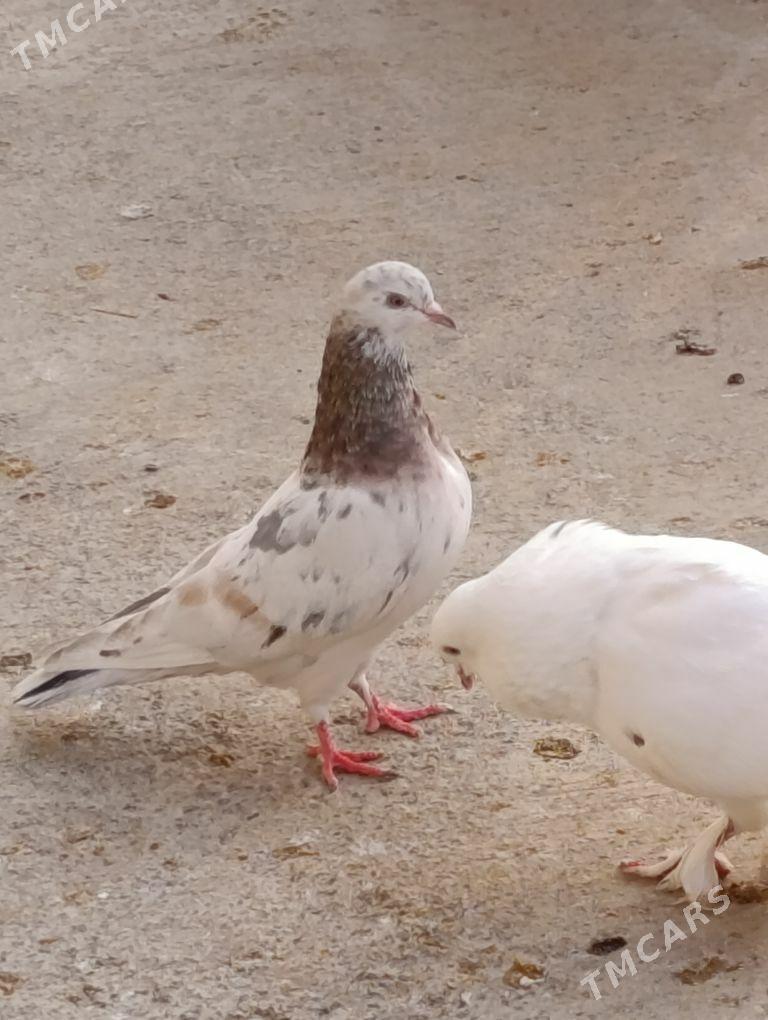 kepdery - 11 мкр - img 9