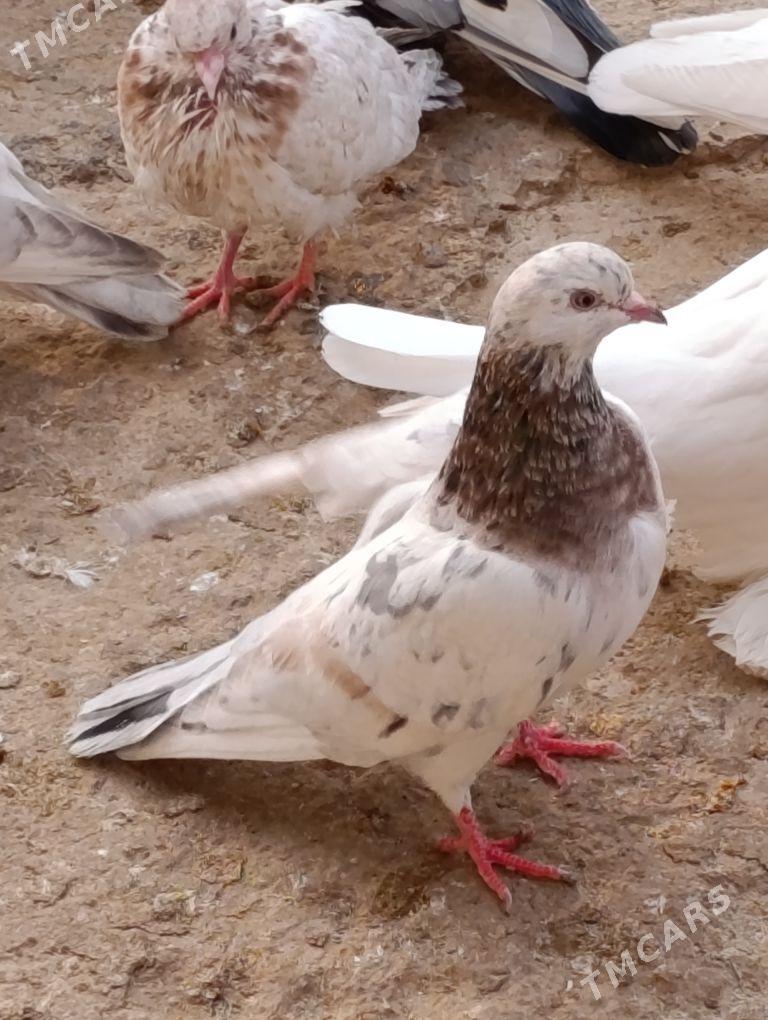 kepdery - 11 мкр - img 6