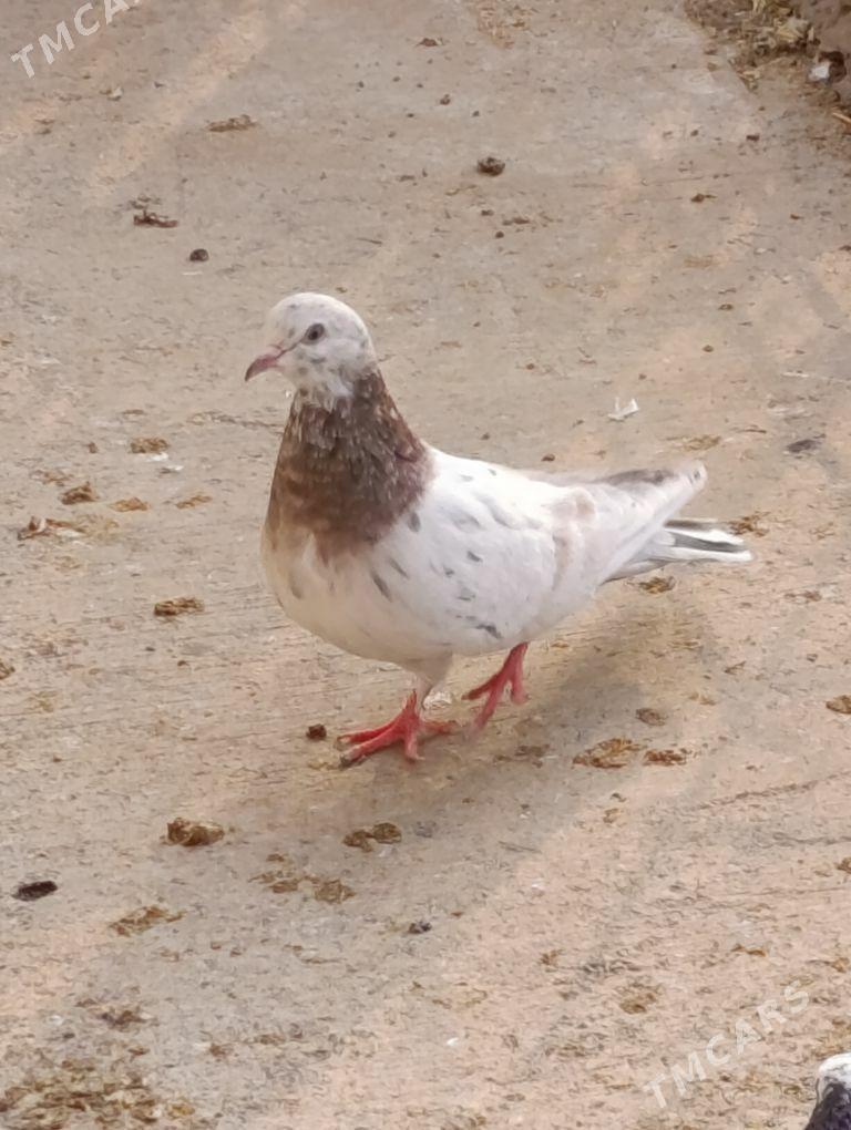 kepdery - 11 мкр - img 7