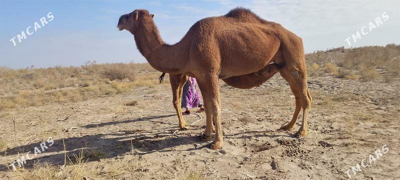 düýe köşekli - Gurbansoltan Eje - img 3
