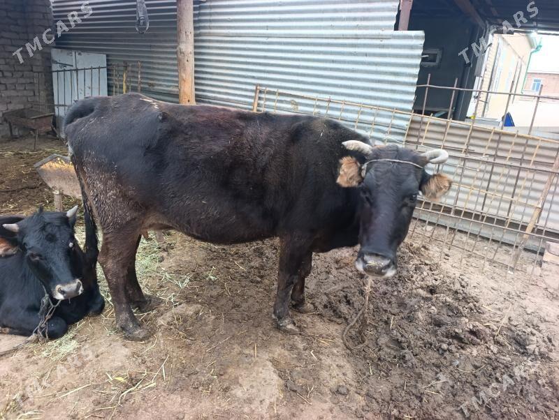 sygyr - Бабадайхан - img 2