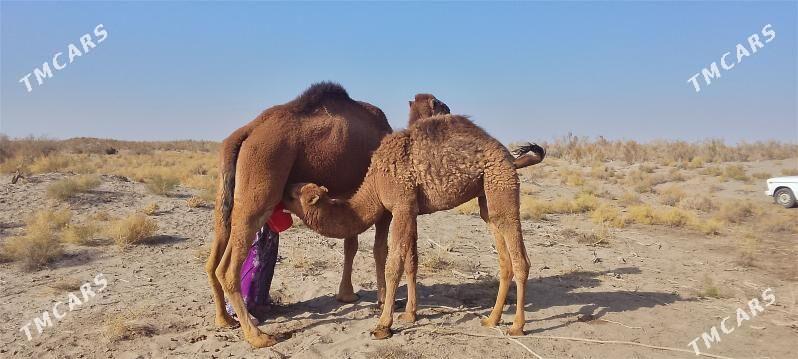düýe köşekli - Gurbansoltan Eje - img 2