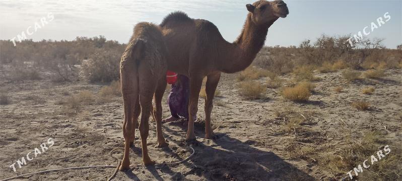 düýe köşekli - Gurbansoltan Eje - img 4