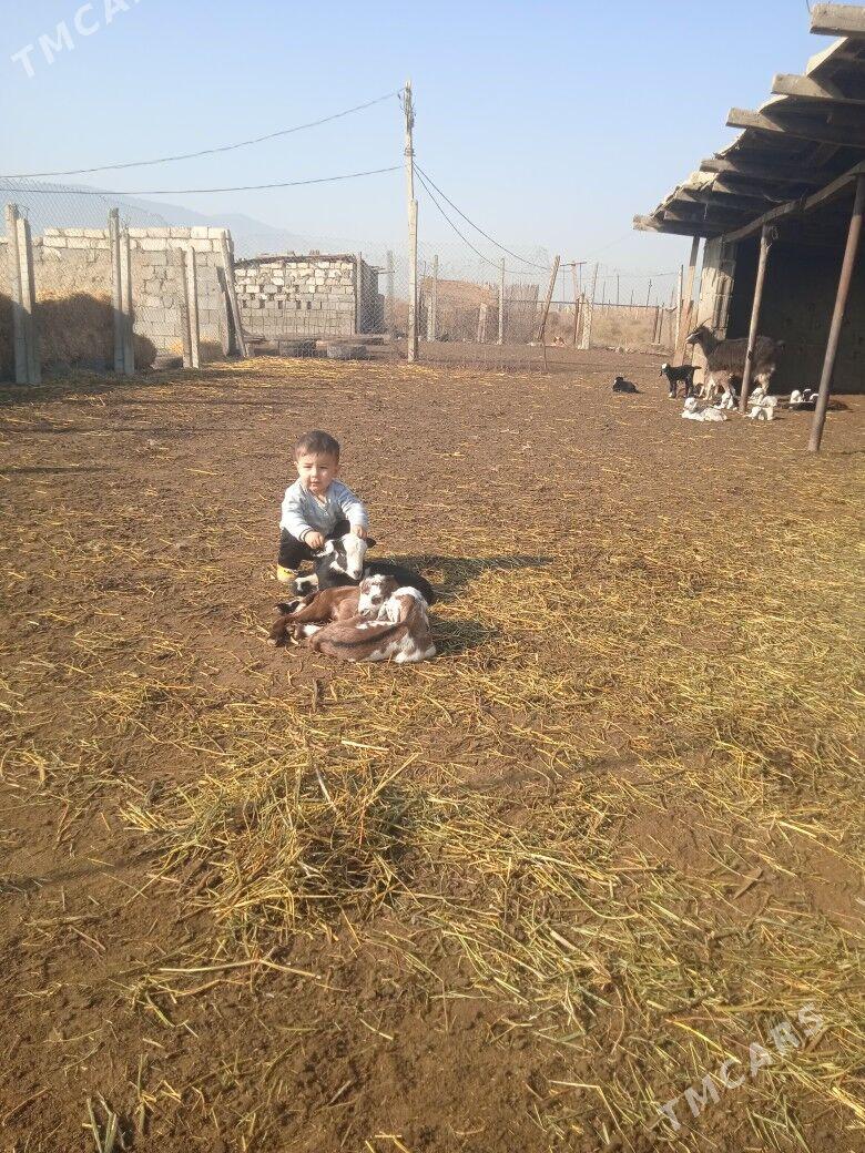 geci - Гёкдепе - img 3