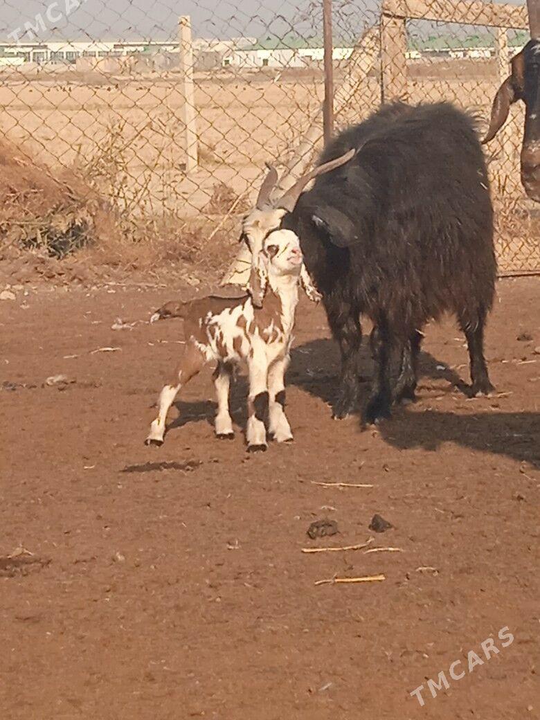 geci - Гёкдепе - img 2