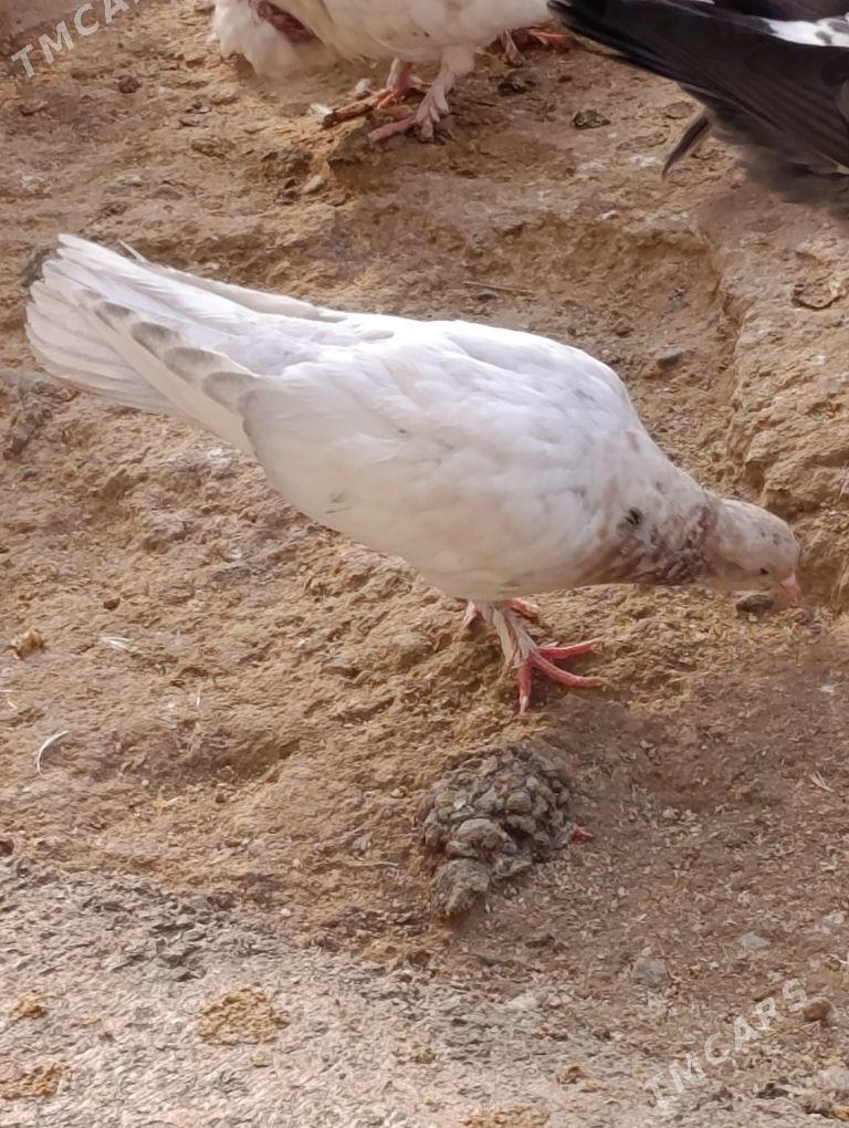 kepdery - 11 мкр - img 2