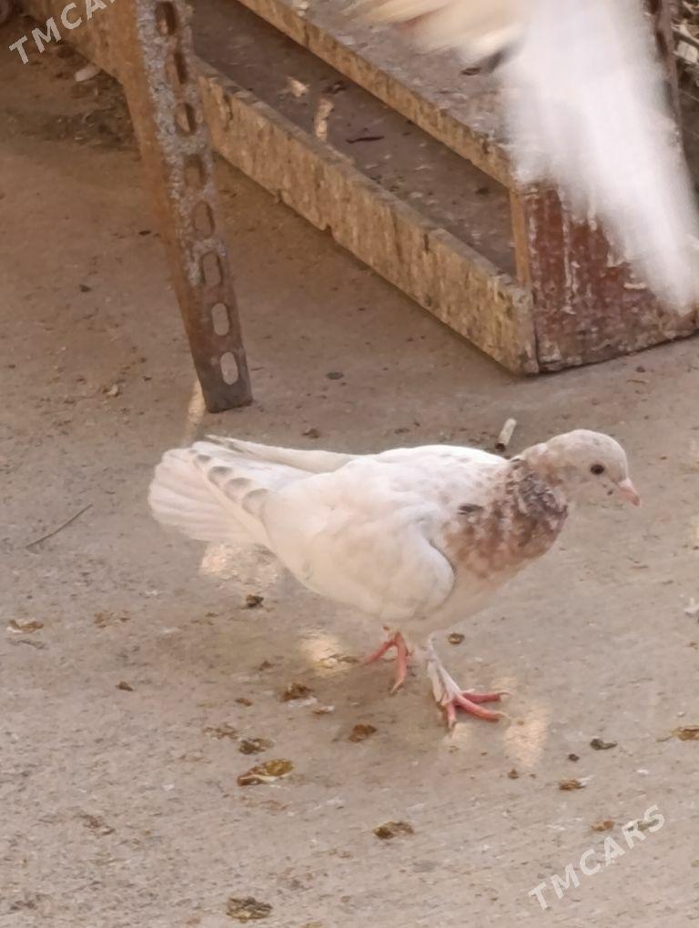 kepdery - 11 мкр - img 6