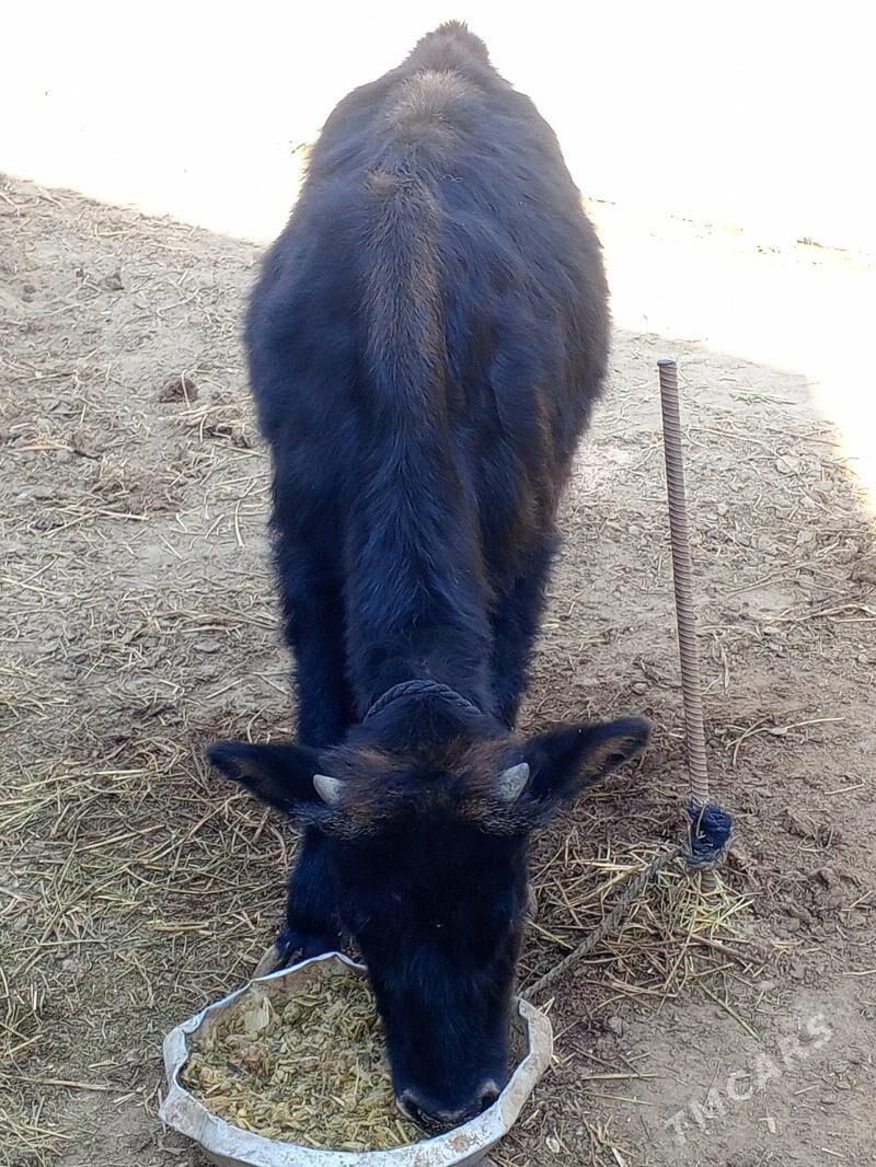 Okuz - Ашхабад - img 2