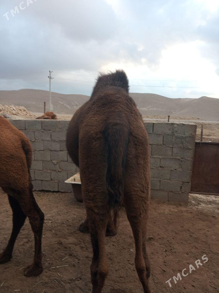 Duye - Jebel - img 2