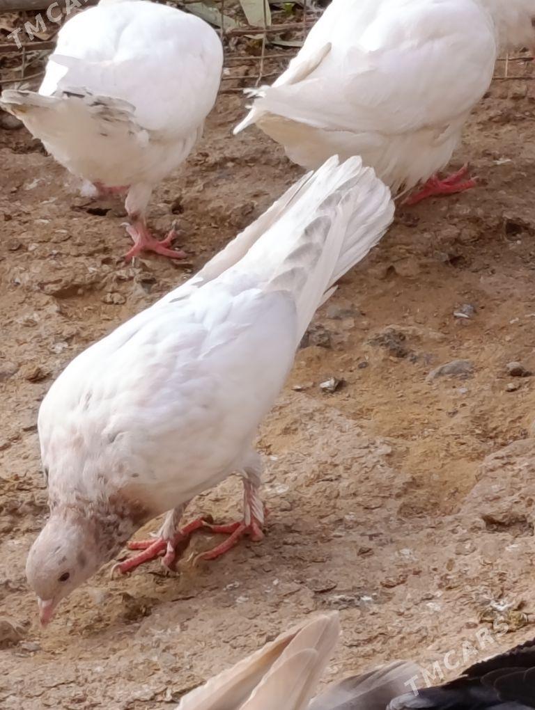 kepdery - 11 мкр - img 3