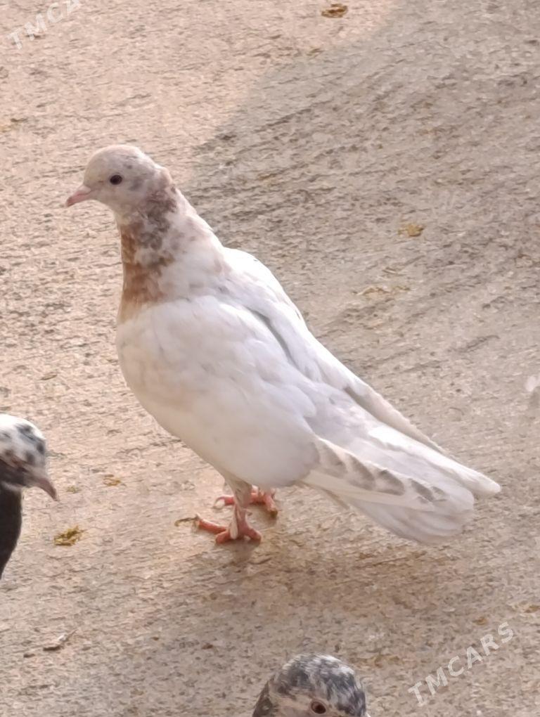 kepdery - 11 мкр - img 8