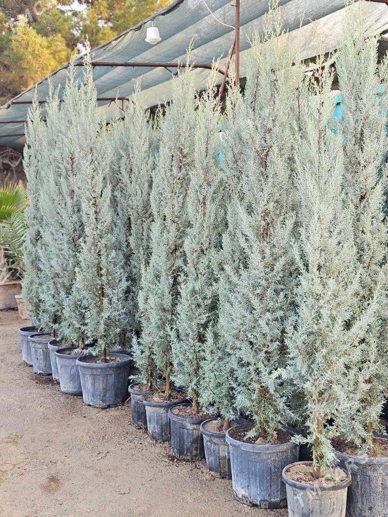 arizon,arizonski kiparis turk - Ашхабад - img 2