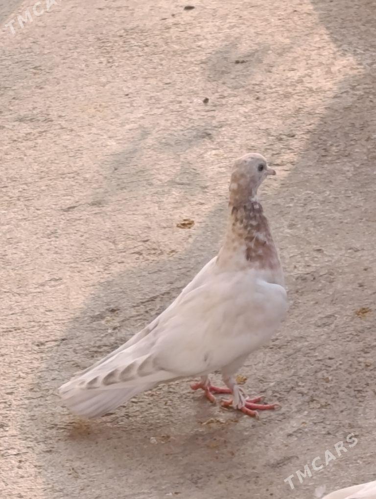 kepdery - 11 мкр - img 5