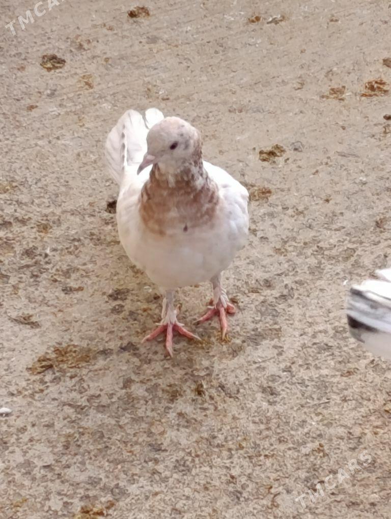 kepdery - 11 мкр - img 9