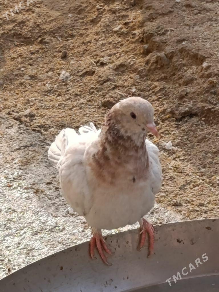 kepdery - 11 мкр - img 10