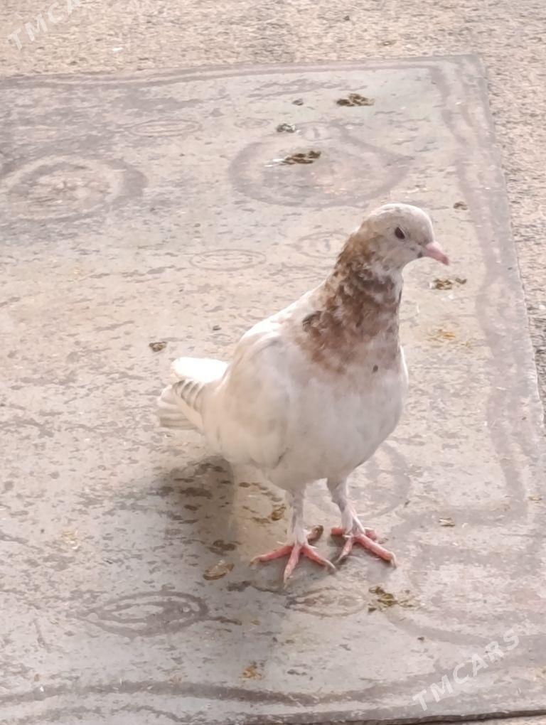 kepdery - 11 мкр - img 4