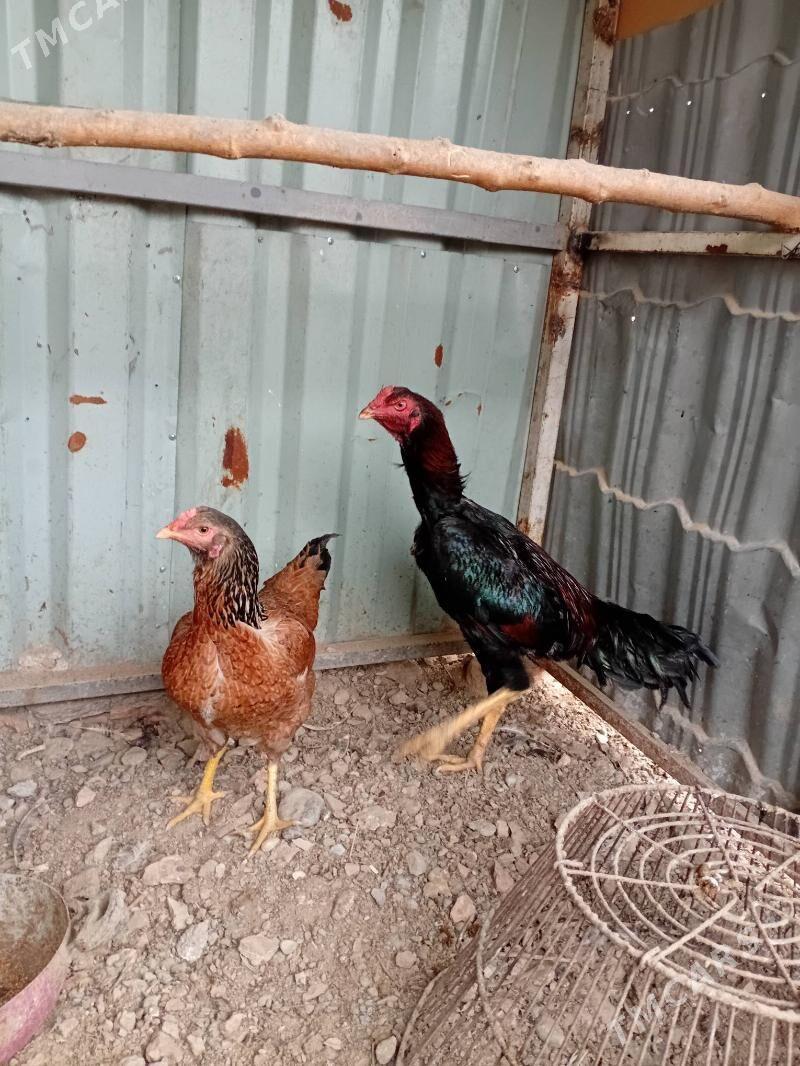 Taskent horaz - 30 mkr - img 2