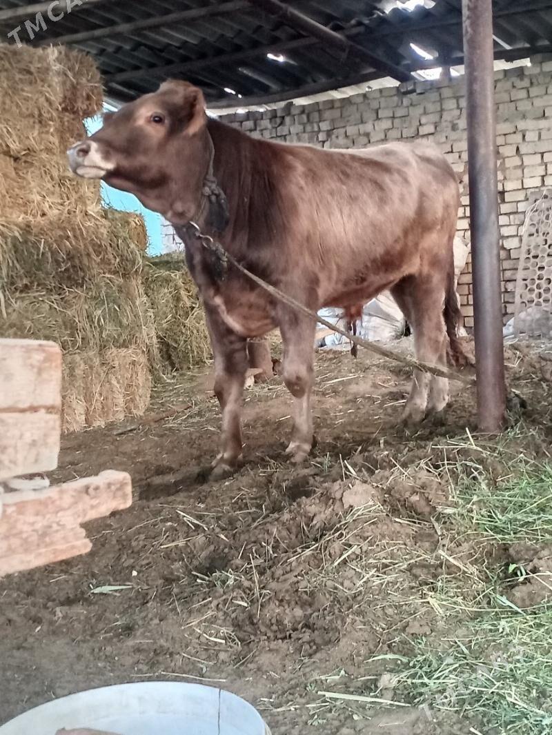 okuz - Анев - img 3