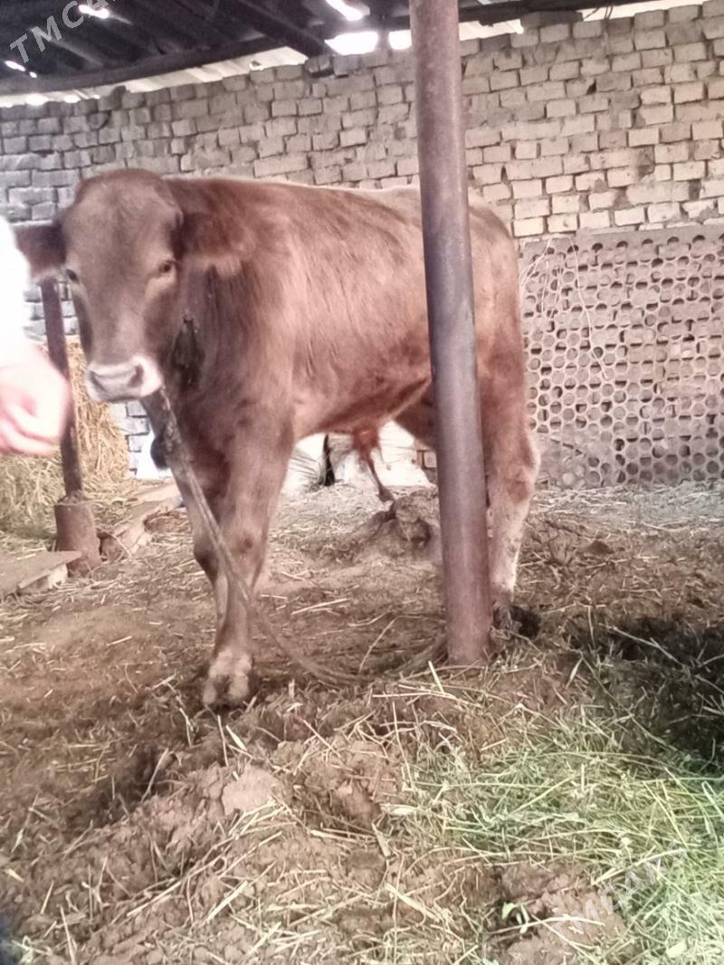 okuz - Анев - img 4