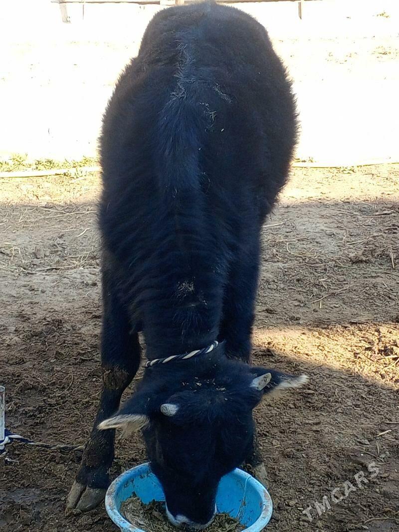 Okuz - Ашхабад - img 3