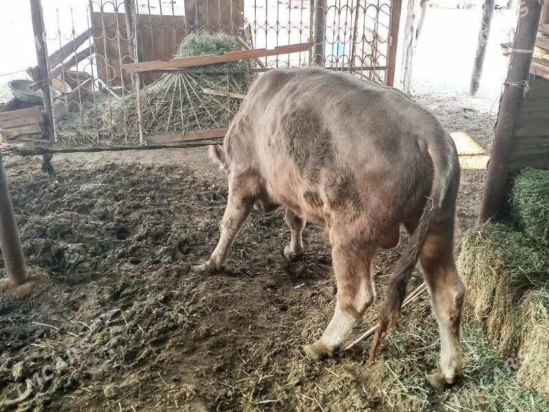 okuz - Анев - img 6