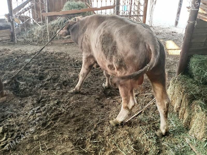 okuz - Анев - img 5