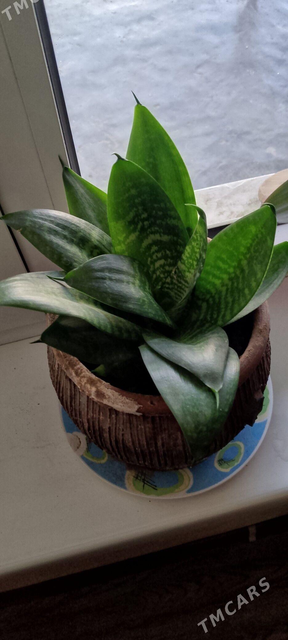 Guller 20m - Ашхабад - img 3