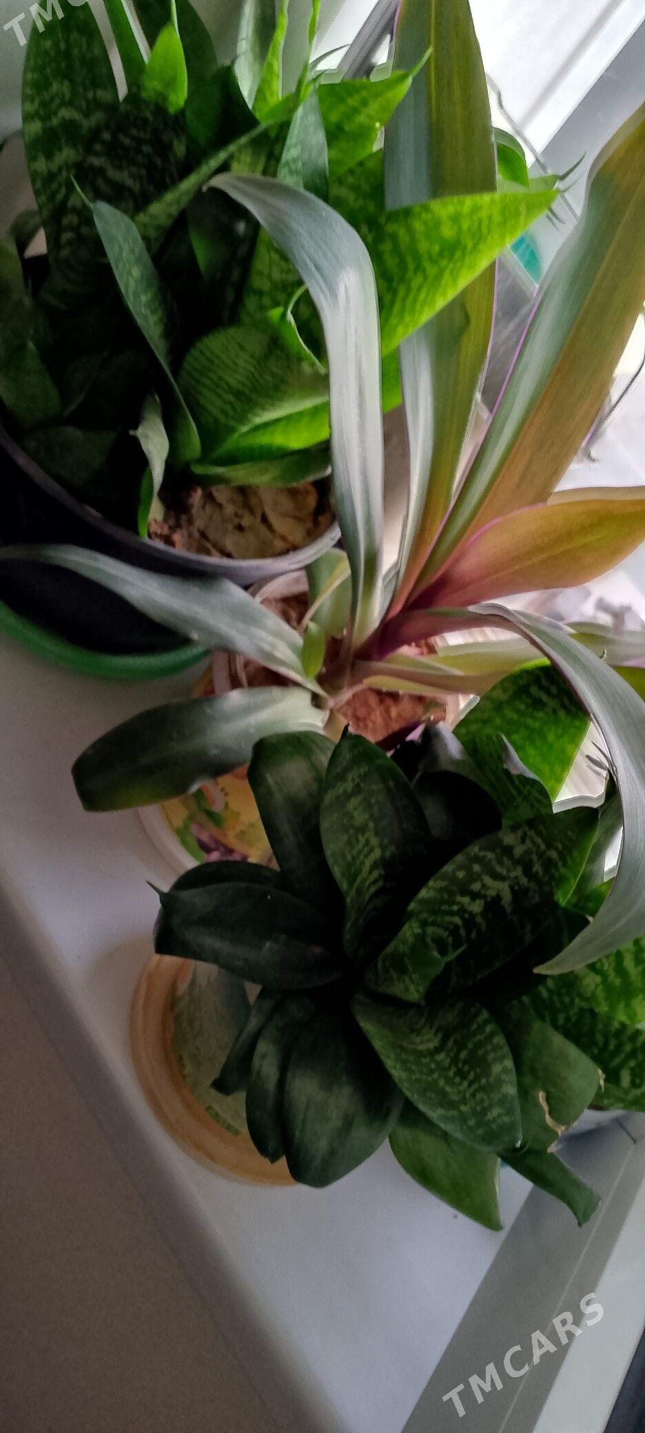 Guller 20m - Ашхабад - img 5