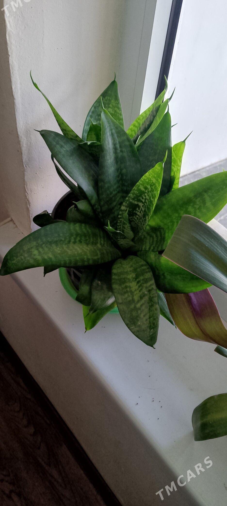 Guller 20m - Ашхабад - img 2