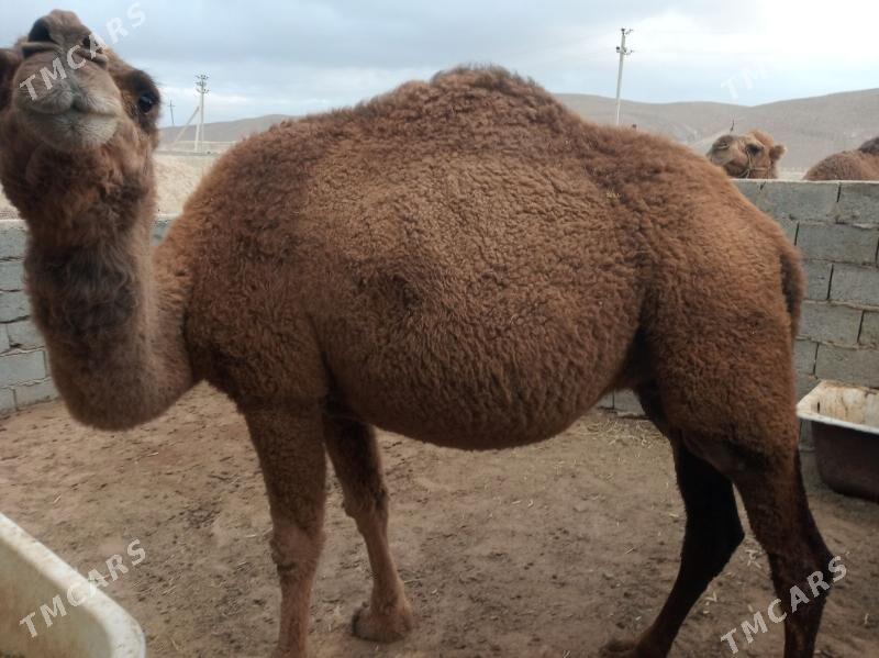 Duye - Jebel - img 3