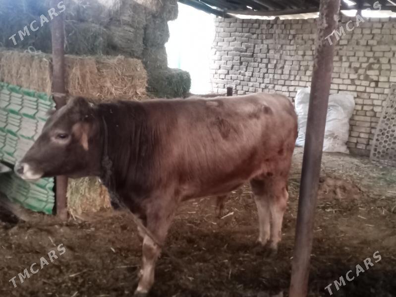 okuz - Анев - img 2