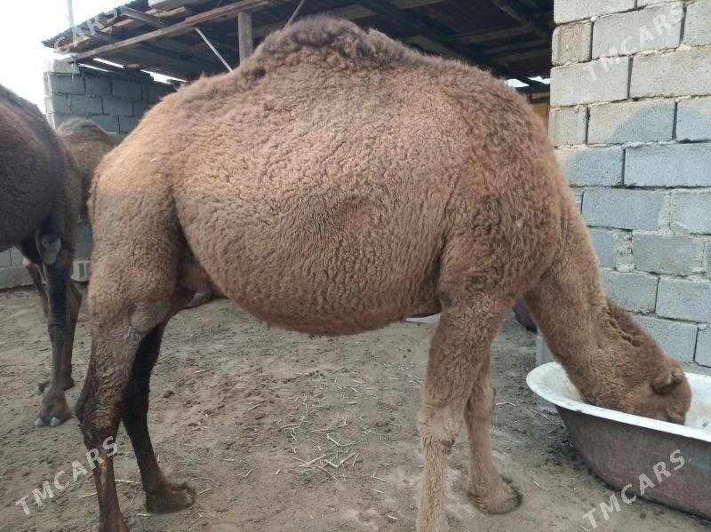 Duye - Jebel - img 2