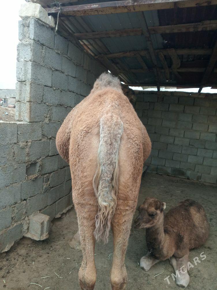 Duye - Jebel - img 2