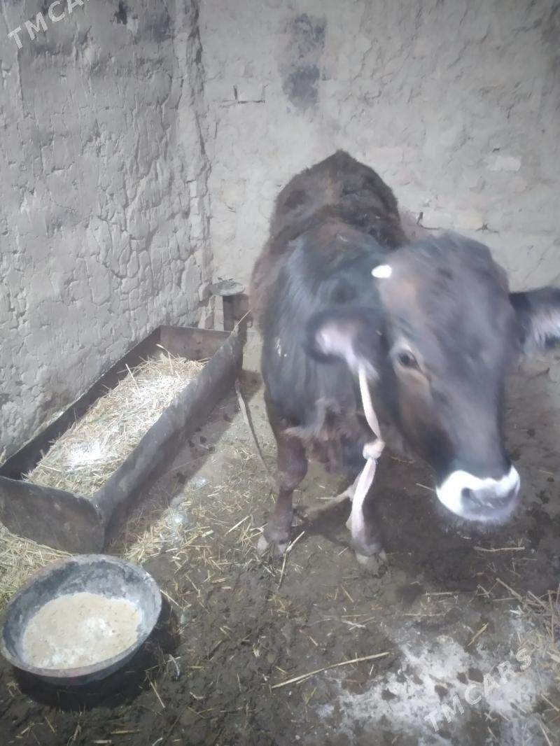 Göle 1 ýasan - Гёкдепе - img 2