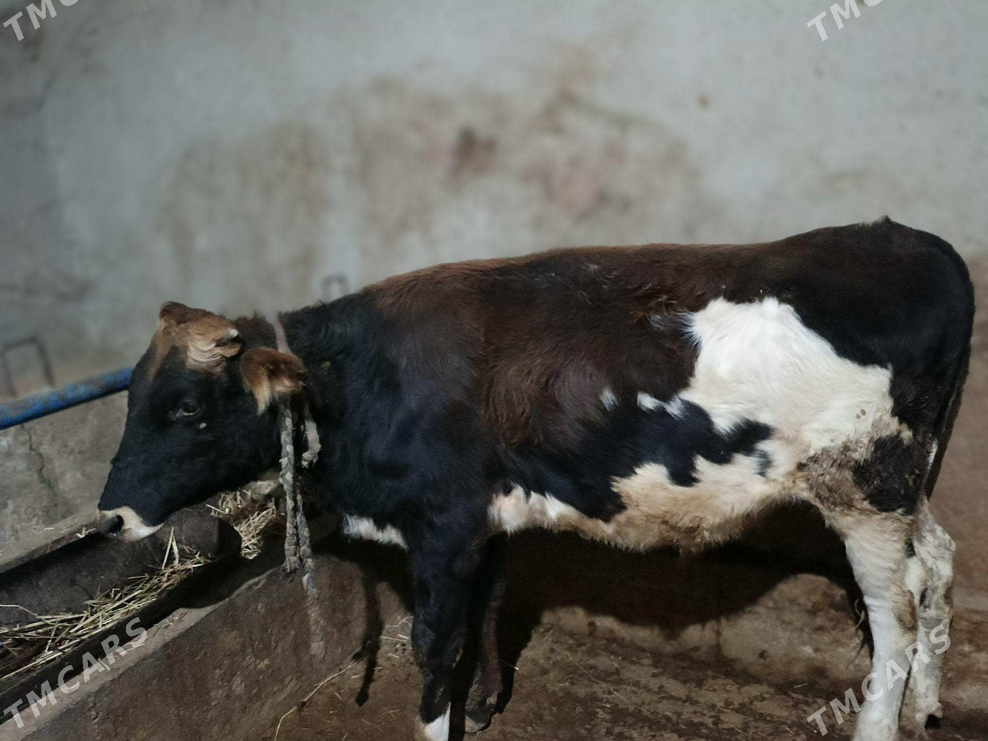 okuz - Теджен - img 2