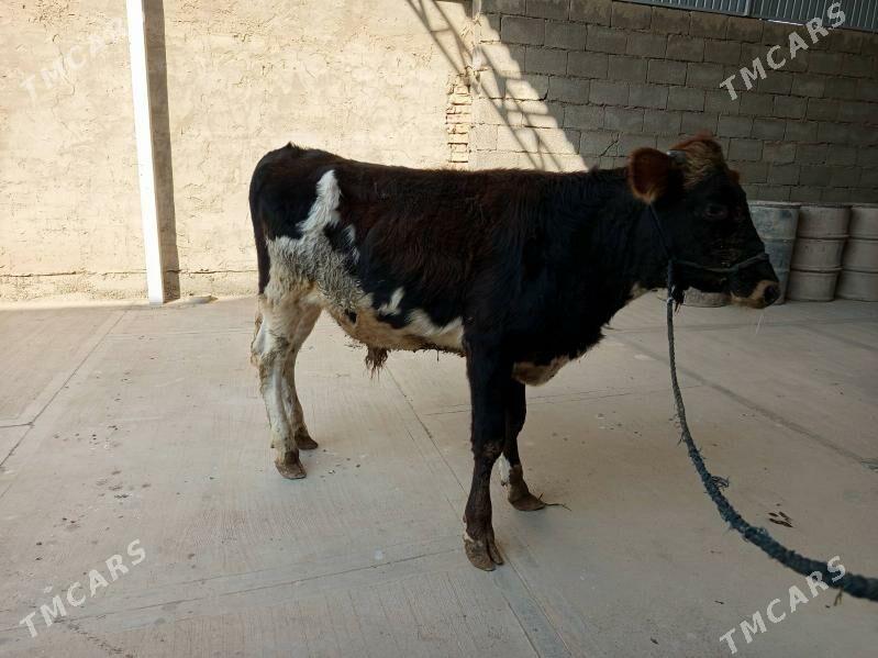 okuz - Теджен - img 1