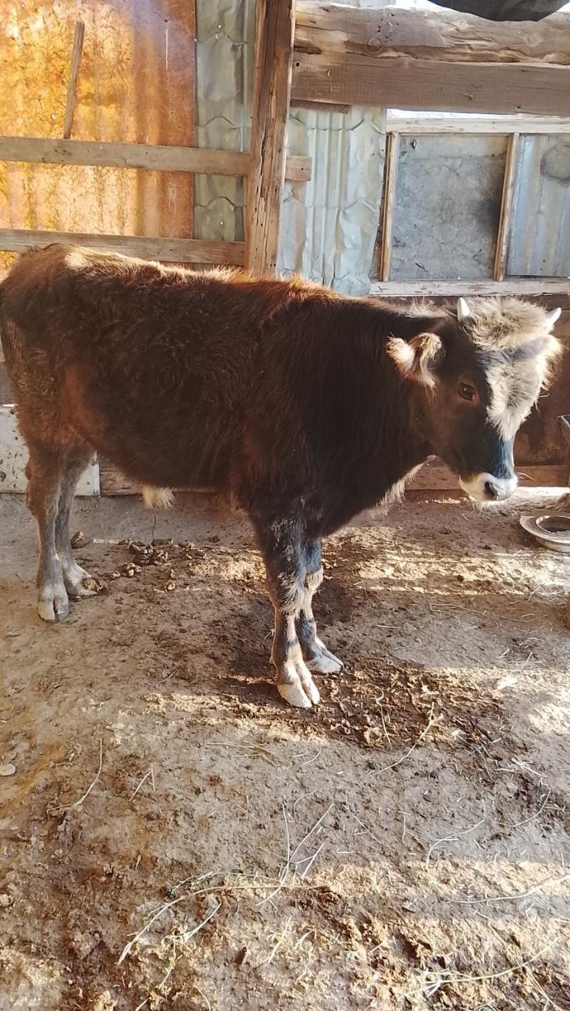 11 aýlyk okuzce - Балканабат - img 3