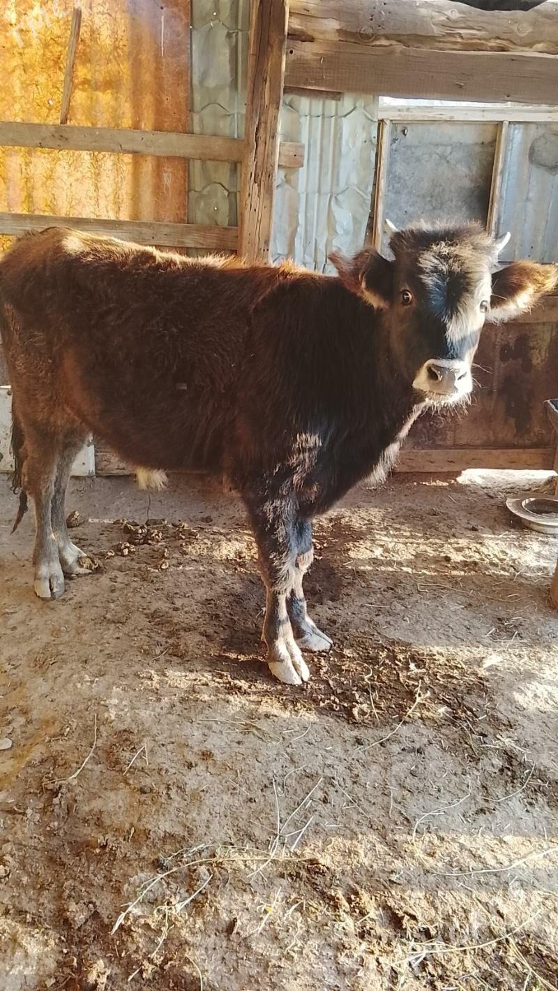 11 aýlyk okuzce - Балканабат - img 2