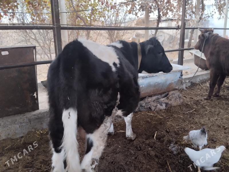 окуз. - Çärjew - img 5