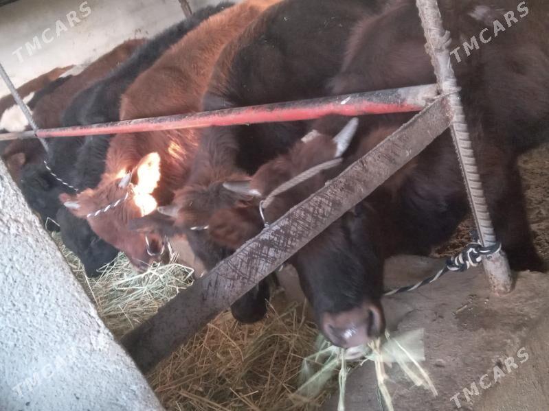 8.sany - Бузмеин - img 2