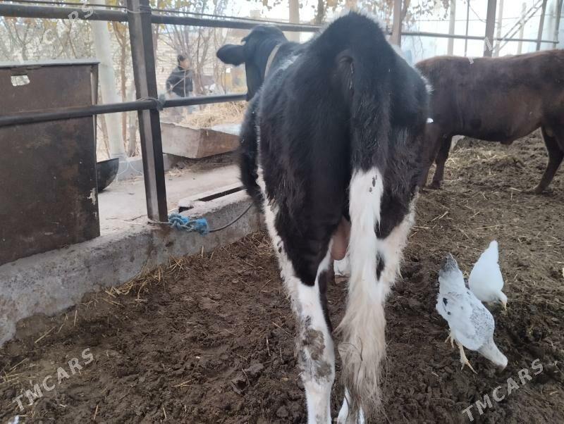 окуз. - Çärjew - img 2