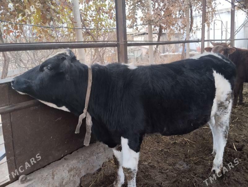 окуз. - Çärjew - img 3