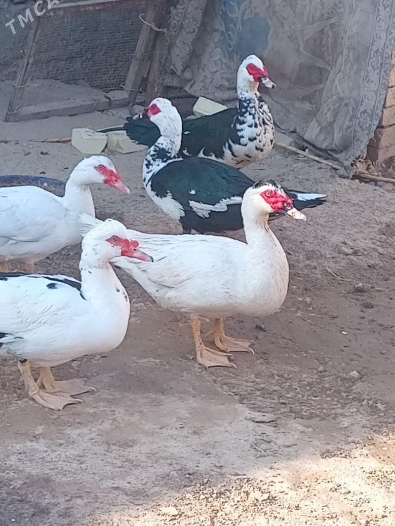 erkek.indawutga - Мары - img 3