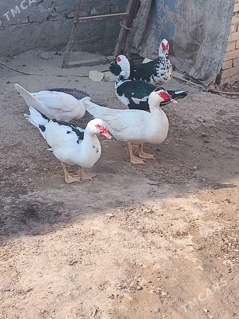 erkek.indawutga - Мары - img 2