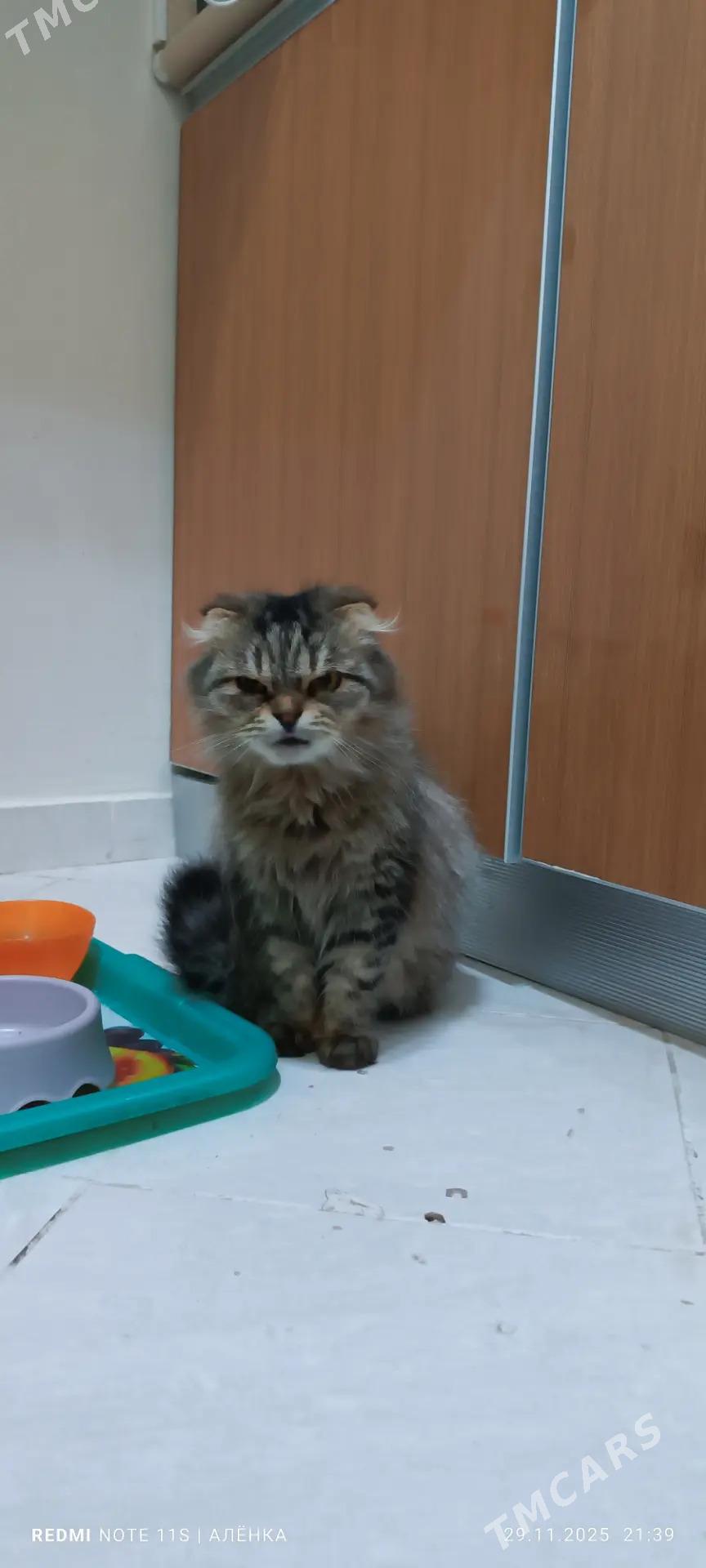 Персидская кошка - Podwoýski köç. (Bitarap Türkmenistan şaýoly) - img 2