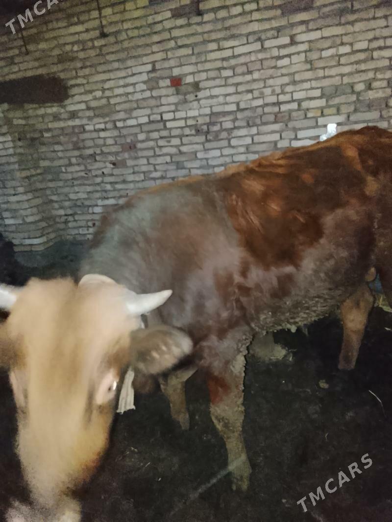 Okuzler - Мары - img 3