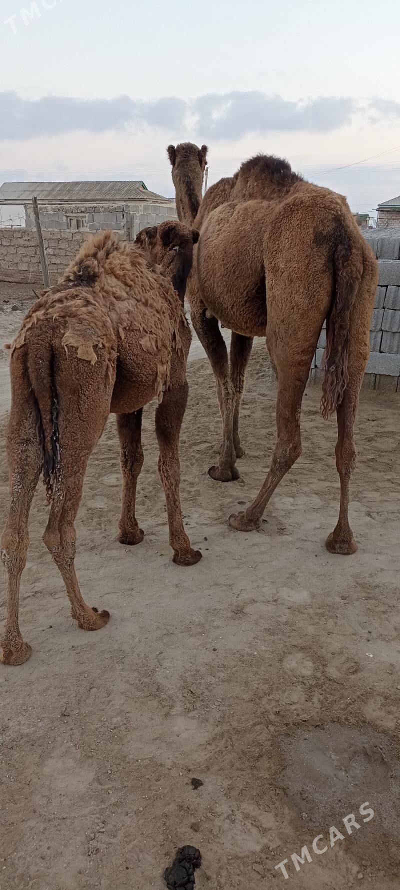 Torymly düýe - Esenguly - img 2